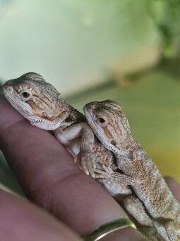 Agama bradatá - 4