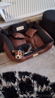 Darujem beagla-bígl juniora - 4