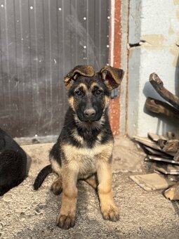 Nemecký ovčiak - 4