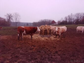 Jalovice, kravy - 4