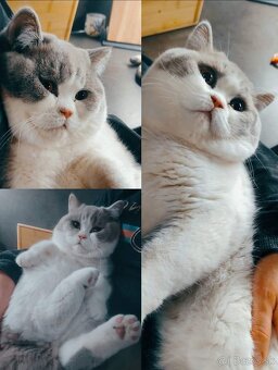 Btitské mačiatko s PP - 4