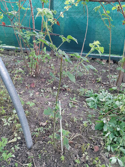 slachtene beztrnove velkoplode cernice - 4