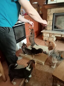 darujem psiky - 4