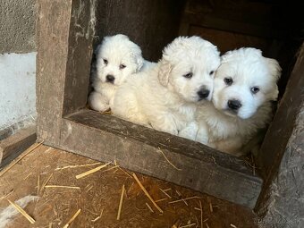 Slovenský čuvač - 4