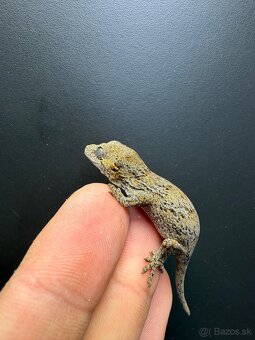 Gargoyle gecko , Pagekon hrbolkohlavý Blotched - 4