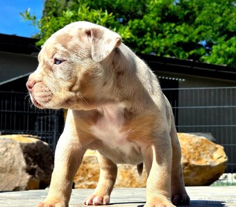 American Bully XL XXL - 4