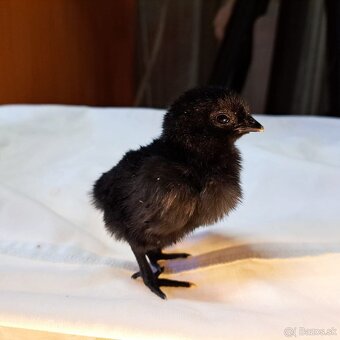 Ayam cemani kuriatka - 4