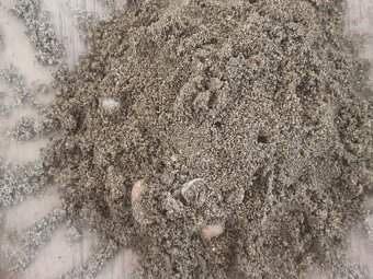 Pheidole Indica - Invazivný Druh - 4