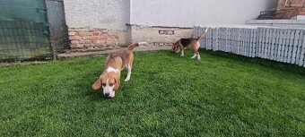 Beagle - 4