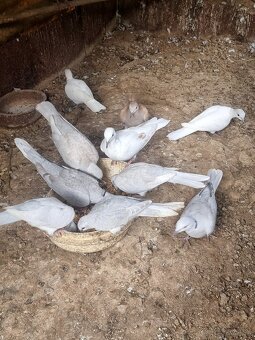 HRDLIČKY CHICHOTAVÉ - 4