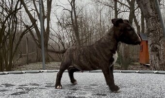 Mini bullterrier - 4