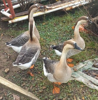 Predam alebo vymením hus - 4