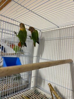 Agapornis ružovohrdlý - 4