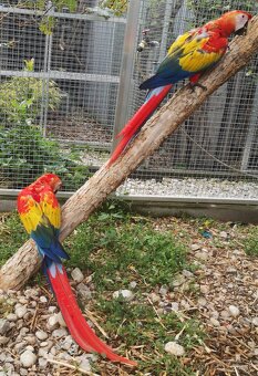 ARA arakanga macao - 4