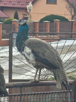 Pávy -9mesačné - 4