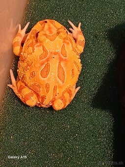 Rohatka cranwelova - 4