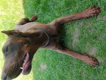 DOBERMAN - 4