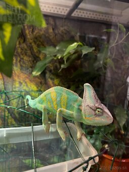 Chameleon - 4
