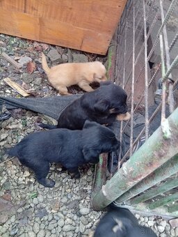 Predám šteniatka - 4