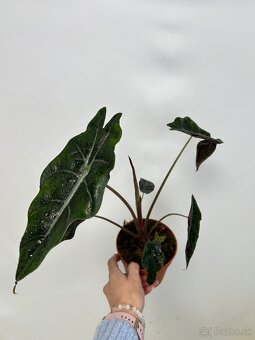 Alocasia chantrieri - 4