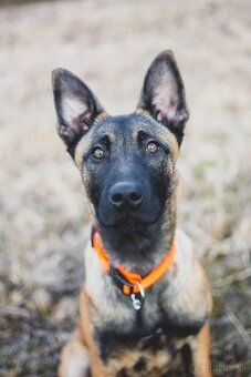 Belgický ovčiak - malinois sučka s PP - 4