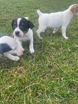 šteniatka Jack Russell teriér - 4