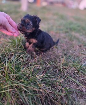 Yorkshirsky terier - 4