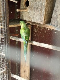 Baraband - papagáj nádherný - 4