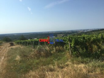 Obrábaný vinohrad Svätý Jur, smerom na Bratislavu, lokalita - 4