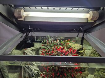 Predam akvarium Tetra - 4