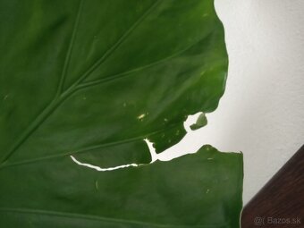 Alocasia macrorrhiza - 4