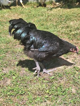 Kohuty leghorn, australorp - 4