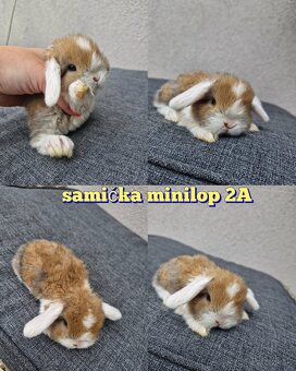 Minilop, zakrsly baranček , zakrsly kralik, zajko - 4