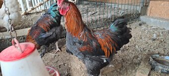 Marans - 4