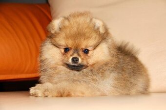 Pomeranian s PP FCI - 4