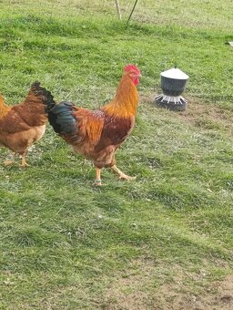 Predám kohúta Hempšir - 4