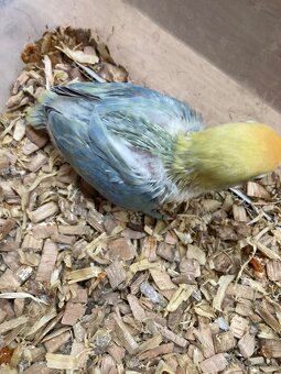 Rucne dokrmovane agapornisy fischer opalin tyrkys - 4