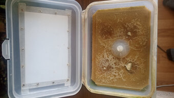 Grindal - zabehnutý grindal - 4