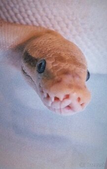 PYTHON REGIUS SAMICE VHODNÉ DO CHOVU ALEBO NA MILÁČIKA - 4