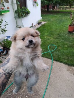 Nemecký trpaslicí špic typ pomeranian - 4