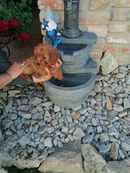 Predam stenata pudel maly - 4