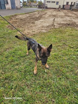 NEMECKÝ OVČIAK - 4