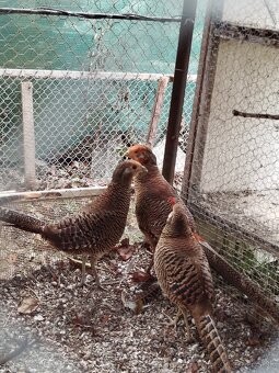 Predám bažanty zlate - 4