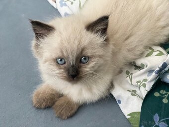 Ragdoll - 4
