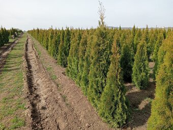 Tuja Smaragd, vavrínovec, červienka - Nanestovo - 4