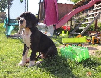 Nemecka doga štěně - 4