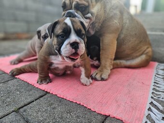 Anglicky buldog,bulldog - 4