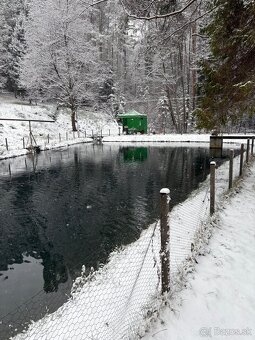 Predaj pstruhov - 4