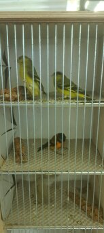 Predám Čižíkov Ohnivých - 4