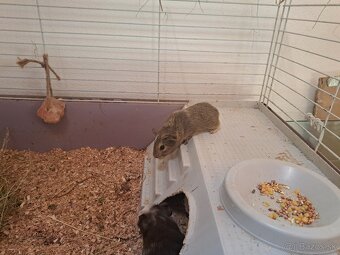 Predám morčatá - 4